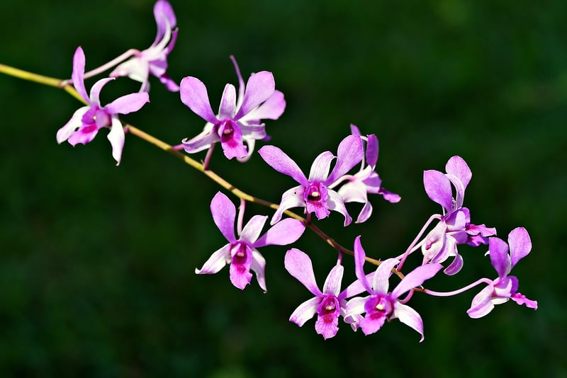 Orchids